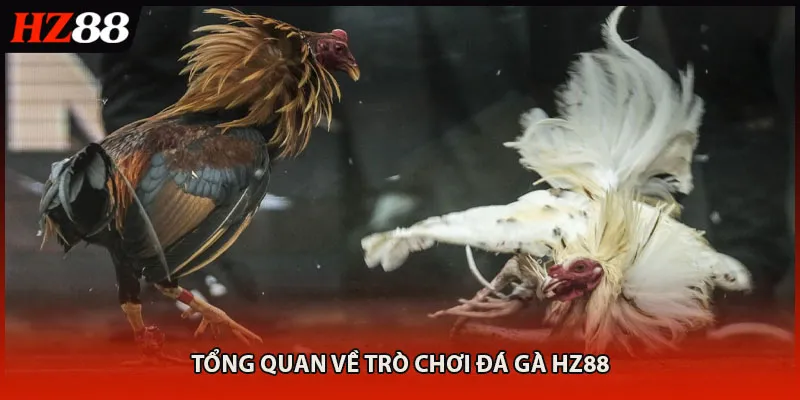 Tổng quan về trò chơi đá gà HZ88